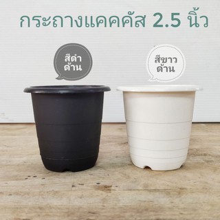 กระถางแคคตัส กระบองต้นไม้ขนาดเล็ก 2.5 นิ้ว  กลมผิวด้าน