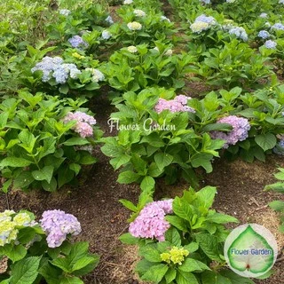 F118 ต้นไฮเดรนเยีย Hydrangea พันธุ์เบา โทนสีฟ้า ม่วง ชมพู ออกดอกทั้งปี แบบถุงพร้อมส่ง