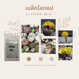 เมล็ดกระบองเพชร เมล็ดแคคตัส เมล็ด Lithop mix 20 เมล็ด