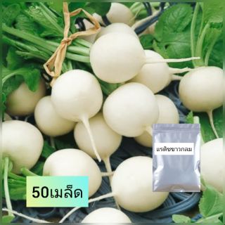 เมล็ดแรดิช ขาวกลม 50เมล็ด| เมล็ดผัก กรอบอร่อย