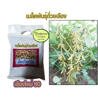 เมล็ดพันธุ์ถั่วเหลืองพันธุ์เชียงใหม่ 60 ขายตามน้ำหนัก ถั่วแระไทย เพาะถั่วงอกหัวโตแบบในอาหารเกาหลีได้