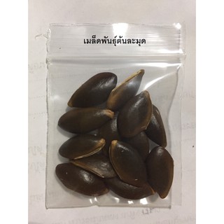 เมล็ดพันธุ์ต้นละมุด ละมุด ต้นละมุด organic