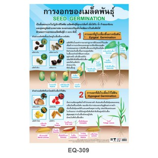 การงอกของเมล็ดพันธุ์  EQ-309 โปสเตอร์กระดาษหุ้มพลาสติก