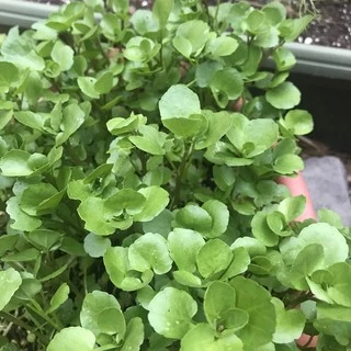 เมล็ดวอเตอร์เครสแท้ (1,000+เมล็ด) ผักน้ำเบตง Watercress***ไม่ใช่ผักเป็ดญี่ปุ่น***