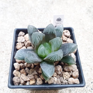 พร้อมส่ง!! ฮาโวเทีย Haworthia obtusa hybrid Black Grape ส่งแบบล้างราก