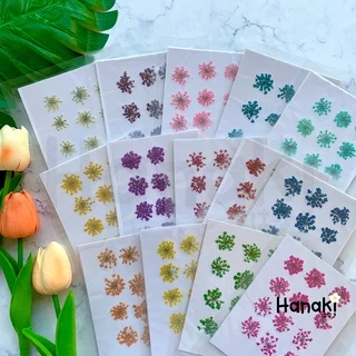 【พร้อมส่ง】ดอกเอมิมาจัสทับแห้ง (Ammi majus, Lace) ดอกไม้ทับแห้ง ดอกไม้จริงทับแห้ง Pressed Flowers💐