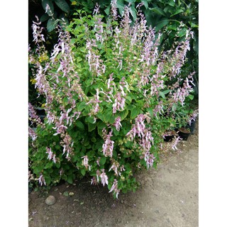 Pink sage (กระเพราชมพู)