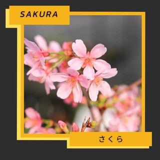 เมล็ดซากุระญี่ปุ่น + ชุดพร้อมปลูก ซากุระและคู่มือการดูแล Japanese cherry blossom sakura seed starter kit