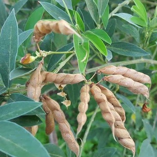 ต้นกล้าถั่วมะแฮะ(Pigeon pea) พืชตระกูลถั่วจัดอยู่ในกลุ่มโปรตีนและมีคุณค่าทางอาหารสูง ของดี ของอร่อยพร้อมปลูก กล้าละ10บาท