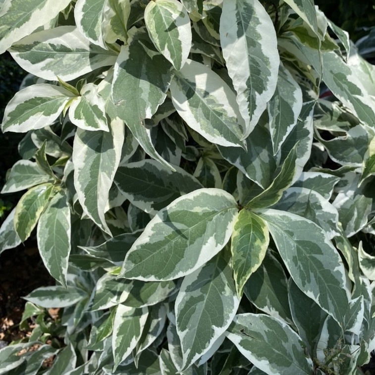 ต้นใบเงิน และ ต้นใบทอง ( ต้นใบเงินใบทอง ) 999garden