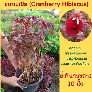 ต้นชบาเมเปิ้ล (Cranberry Hibiscus) ในกระถาง 10 นิ้ว มีสรรพคุณทางยา บรรเทาโรคเกี่ยวกับไตและเบาหวาน บำรุงผิวพรรณ