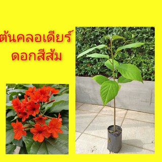 ต้นคลอเดียร์ คอเดียร์ ดอกสีส้ม คลอเดียร์