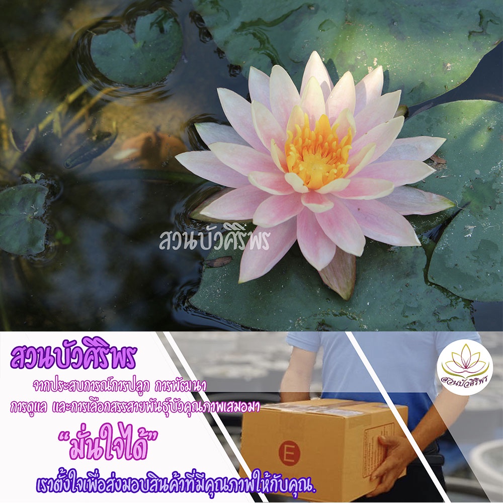 บัวฝรั่ง “โคโรราโด้” ราคา ถูกที่สุด ดีลบีเคเค แกลเลอรีภาพที่ 3