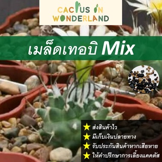 เมล็ดเทอบิ เมล็ดแคคตัส เมล็ดกระบองเพชร