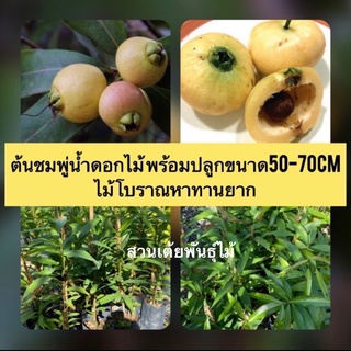 ต้นชมพู่นํ้าดอกไม้ 🌳(สีเหลือง)พร้อมปลูกขนาด50-70cm ไม้โบราณหาทานยาก