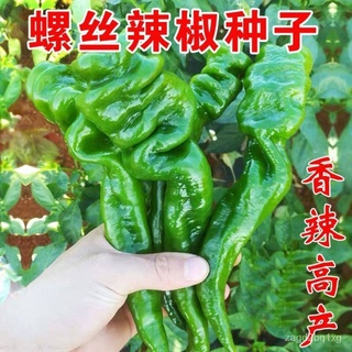 Biji Benih Keluarga Lada Merah (30 seeds)  /พริกไทยเมล็ด/ Chili Seeds Family鲜花/木瓜/苹果/园艺/男装/儿童/内裤/母婴/上衣/seeds//กุหลาบ WTL