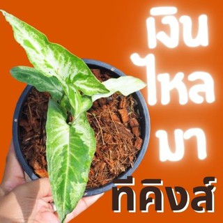 1 ต้น เงินไหลมาทรีคิง Syngonium Three King เงินไหลมา ไม้ฟอกอากาศ ส่งพร้อมกระถาง