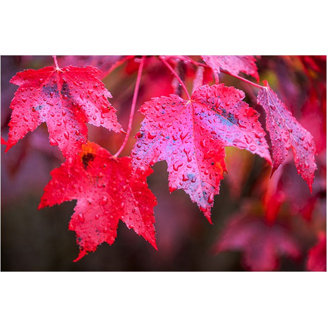เมล็ดพันธุ์ เมเปิลแดง - Red Maple Tree จำนวน 30 เม็ด/ซอง (พร้อมคู่มือกาปลูก)
