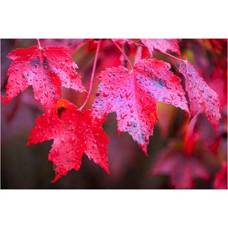 เมล็ดพันธุ์ เมเปิลแดง  - Red  Maple Tree จำนวน 30 เม็ด/ซอง (พร้อมคู่มือกาปลูก)