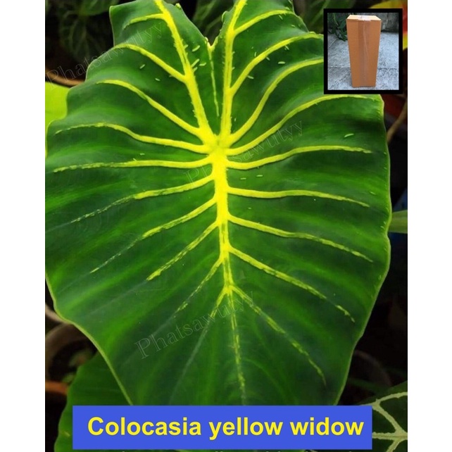 Colocasia yellow widow บอนหน้ากากทอง ส่งแบบตัดใบห่อตุ้มราก