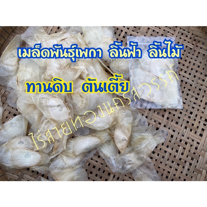 เมล็ดพันธุ์เพกา ลิ้นฟ้า หรือ ลิ้นไม้ พันธุ์ต้นเตี้ย นิยมทานดิบ รสขมเล็กน้อย 20เมล็ด