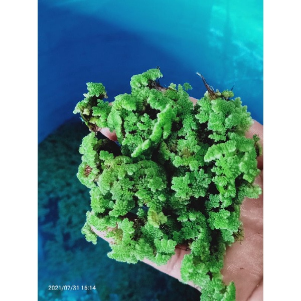 แหนแดงสด 5กิโลกรัม สายพันธุ์ อะซอลล่า ไมโครฟิลล่า (Azolla microphylla)จัดส่งทั่วไทย ราคาถูกที่สุด