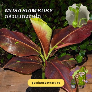 (พร้อมส่ง) ไม้เนื้อเยื่อ กล้วยแดงอินโด Musa Siam Ruby ถูกที่สุด!