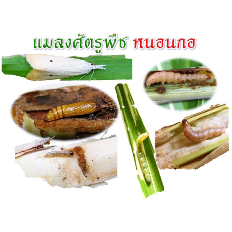 มาฮากาน ฟิโพรนิล80% WG ( แบบเกล็ด 100g ) พิโพรนิล สารป้องกันกำจัดแมลง ปลวก เห็บ หมัด มด ยากำจัดปลวก ราคา ถูกที่สุด ดีลบีเคเค แกลเลอรีภาพที่ 4