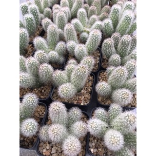 นิ้วเงิน ไม้หายาก Mammillaria Elongata