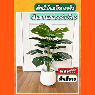 ต้นไม้ปลอม ต้นมอนสเตอร่าเขียว ต้นมอนสเตอร่าด่าง สูง 70 cm กระถางสีดำ ส่งไว พร้อมส่ง