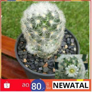 Cactus แคคตัส กระบองเพชร mammillaria caminae