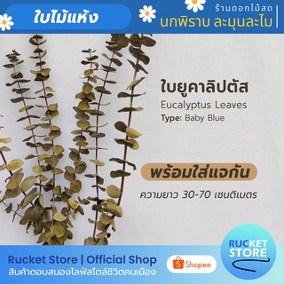 ใบยูคาลิปตัส แห้ง | Dried Eucalyptus Leaves