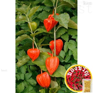 13.Chinese Lantern Plant Seeds 20pcs in SGสอบถามรายละเอียดเพิ่มเติมยินดีต้อนรับสู่ขึ้นฉ่าย/ผักกาดหอม/ผักชี/สร้อยข้อมือ/ก