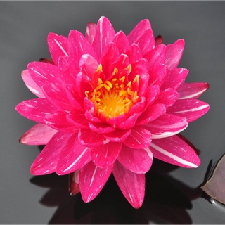 10 เมล็ด เมล็ดบัว สีชมพู นำเข้า บัวนอก สายพันธุ์เมล็ดบัว Waterlily Nymphaea Seeds