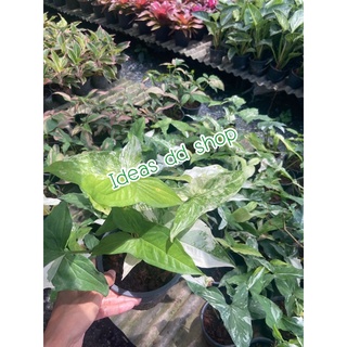 เงินไหลมาด่างขาว Syngonium variegated กระถาง5.5” ฟอร์มพุ่ม #syngoniumvariegated #เงินไหลมา #ด่างขาว