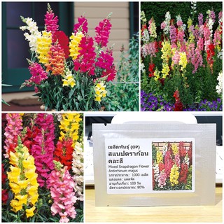 เมล็ดพันธุ์ ดอกสแนปดราก้อน คละสี (Mixed Snapdragon Flower Seed) บรรจุ 1000 เมล็ด คุณภาพดี ของแท้ 100%