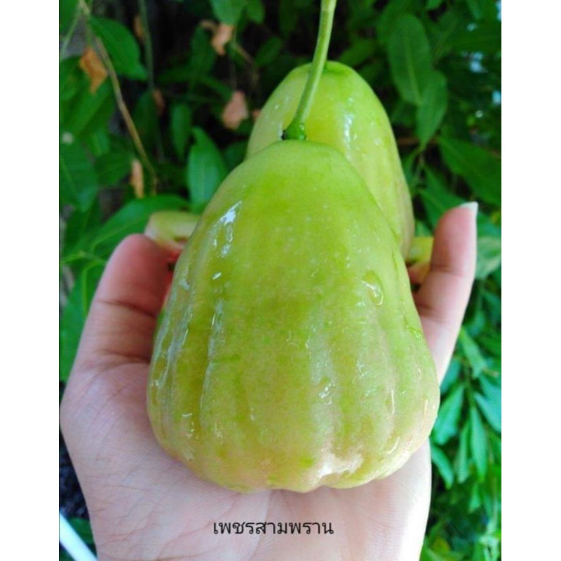 ต้นชมพู่​เพชรสามพราน