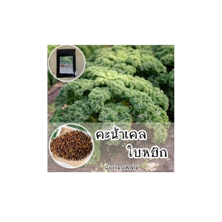 [8.8กรอกMTRPDAUG8]รหัส005 เมล็ดพันธุ์คะน้าเคลใบหยิก(Curled Kale)ราชินีผักใบเขียวเมล็ดนำเข้าจากต่างประเทศเมล็ดพันธ์แท้ OP
ลด ฿5
฿
19
฿
9
ขายดี
ซื้อเลย