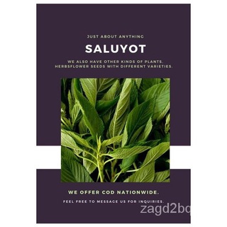 Saluyot Seeds for Planting (20 seeds per pack) แม่และเด็ก/บ้านและสวน/เสื้อ/กุหลาบ/เด็ก/พาสต้า/เมล็ด/เมล็ด/มะละกอ/สร้อยข้