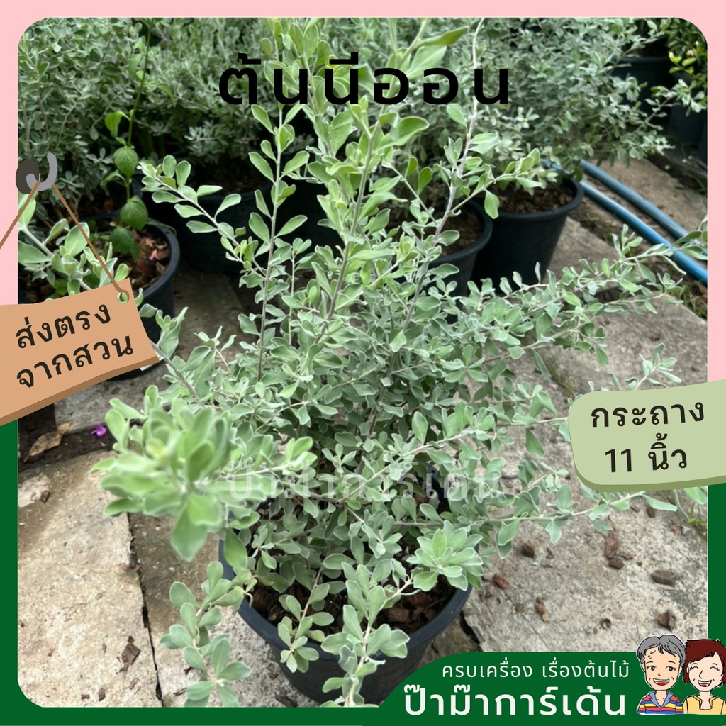 มุมมอง 6