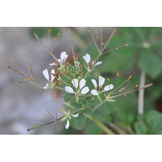 เมล็ดพันธุ์ ผักเสี้ยน  ผักเสี้ยนดอง    ซองละ 25 บาท เมล็ดจากบ้านสวน ปลูกต่อได้