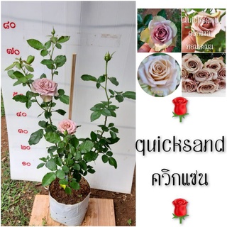 quicksand  roseควิกแซน