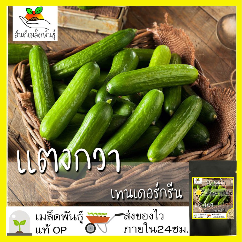 เมล็ดพันธุ์ แตงกวา เทนเดอร์กรีน 25 เมล็ด Tender Green Cucumber seed เมล็ดพันธุ์แท้ นำเข้าจากต่างประเทศ ปลูกผัก สวนครัว