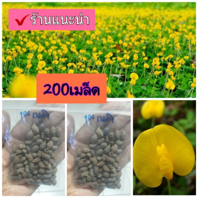 เมล็ดพันธุ์ถั่วบราซิล (200 เมล็ด)ตกแต่งสวนสวนหย่อม สนามหญ้าพืชคลุมดิน