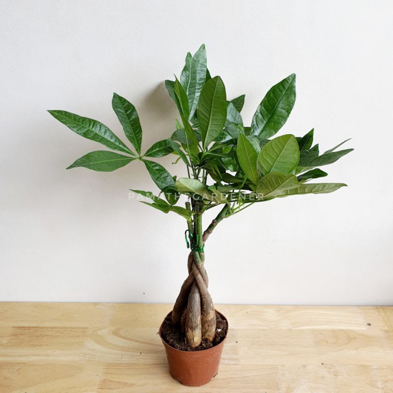 ต้นไม้แห่งความสุข พุดศุภโชค happy tree มากระถางพร้อมตั้ง