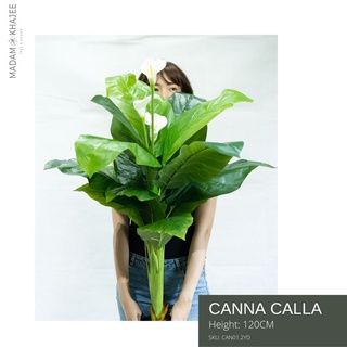 Canna Calla ต้นเดหลี 120CM พร้อมดอก ต้นไม้ปลอมเกรดพรีเมี่ยม มาดามขจี ตกแต่งบ้าน  Premium Artificial Plant