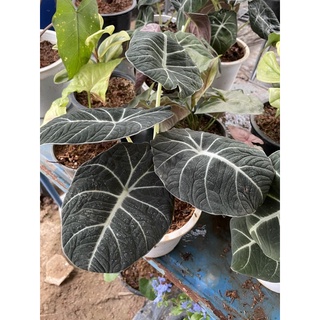 อโลคาเซีย แบล็ค เวลเวท ( Alocasia black velvet )