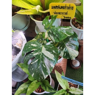 ต้นมอนสเตอร่า ใบด่าง ราชินีแห่งใบไม้ (Monstera) ไม้ฟอกอากาศ ทำให้อากาศสดชื่น ปลูกในห้องได้ พันธุ์ไจแอนท์ ใบมีขนาดใหญ่