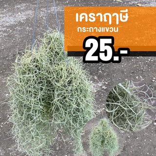 เคราฤาษี (ชุด 1 ต้น)