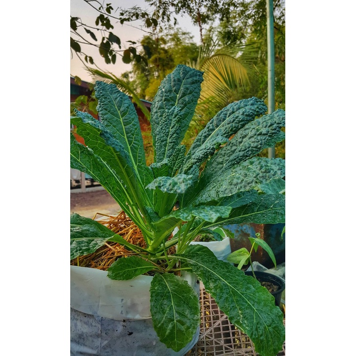 ต้นกล้า Kale – เคลไดโน รสชาติอร่อยคล้ายผักคะน้า พร้อมปลูก กล้า ละ 12  บาท
